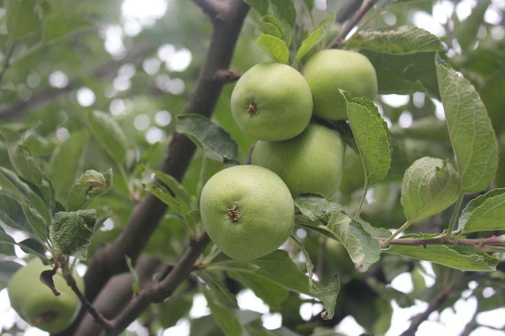 Apple Orchards